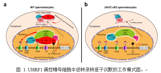 明美顯微鏡相機(jī)助力華中科技大學(xué)研究項(xiàng)目發(fā)表
