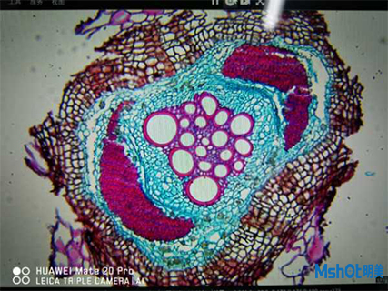 明美生物顯微鏡助力梭梭根系側(cè)根的石蠟切片觀察