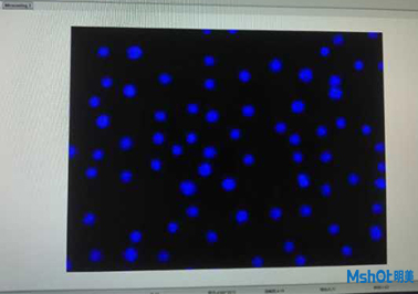 明美倒置熒光模塊應(yīng)用于中科院昆明動(dòng)物研究所活細(xì)胞檢測(cè)