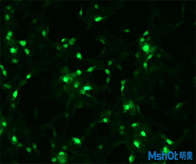 明美熒光顯微鏡助力深圳某生物制藥公司熒光細(xì)胞觀察