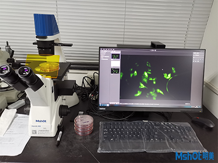 >安裝日志|明美倒置熒光顯微鏡走進中南大學(xué)湘雅醫(yī)學(xué)院