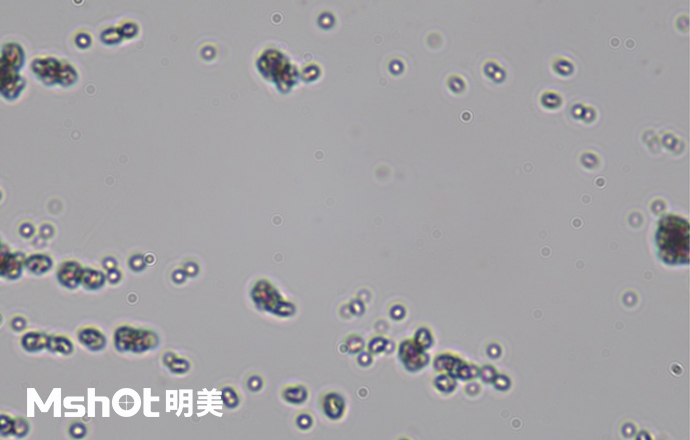 觀察鈦白粉用什么顯微鏡？