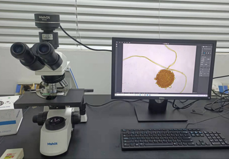 毛霉用什么顯微鏡觀察？