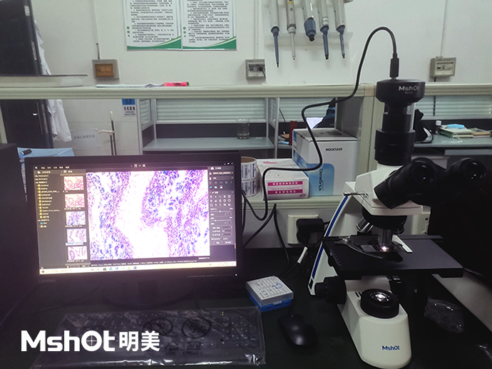 河蜆可以用什么顯微鏡觀察？