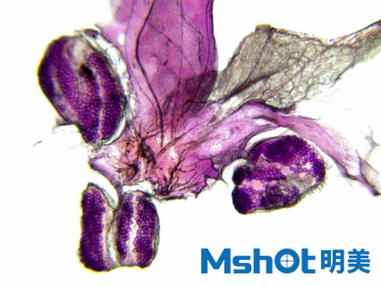 生物顯微鏡下的花萼