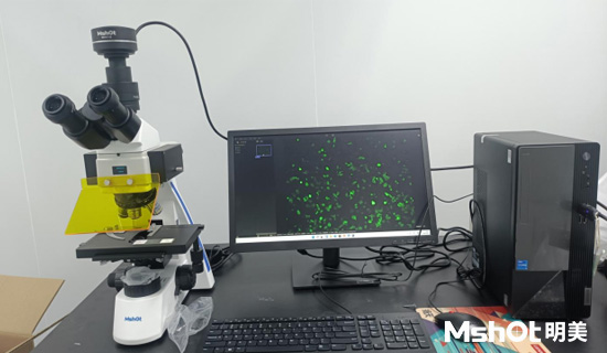 熒光生物顯微鏡MF31-M應(yīng)用于體外熒光診斷